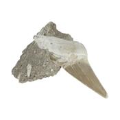 Dent de Requin Fossile sur gangue de Collection (DRF16022632)