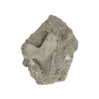 Dent de Requin Fossile sur gangue de Collection (DRF16022643)