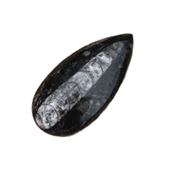 Orthoceras fossile de 9 à 11 cm