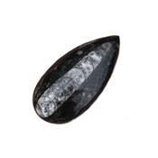 Orthoceras fossile de 7 à 9 cm