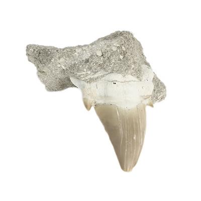 Dent de Requin Fossile sur gangue de Collection (DRF16022608)