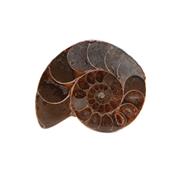 Ammonite fossile sciée polie