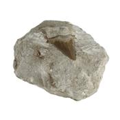 Dent de Requin Fossile sur gangue de Collection (DRF16022649)