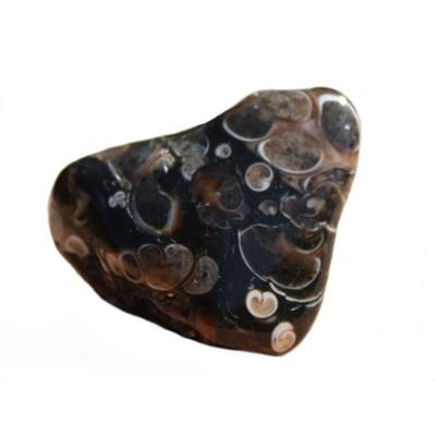 Agate Fossile galet pierre roulée