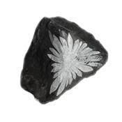 Chrysanthème Stone pierre brute (150 à 200 grammes)