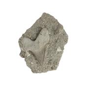 Dent de Requin Fossile sur gangue de Collection (DRF16022643)