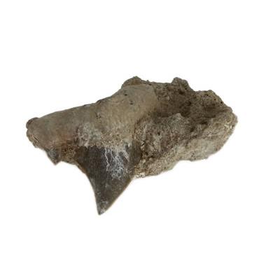 Dent de Requin Fossile sur gangue de Collection (DRF16022684)