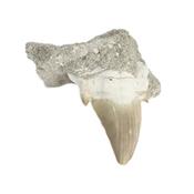 Dent de Requin Fossile sur gangue de Collection (DRF16022608)
