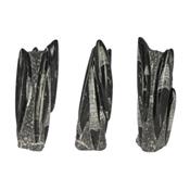 Orthoceras colonne de 1,4 kilo 6 spécimens (Pièce unique 16032812)