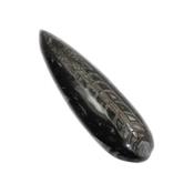 Orthoceras fossile de 22 cm (Pièce unique 15112302)
