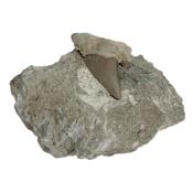 Dent de Requin Fossile sur gangue de Collection (DRF16022675)