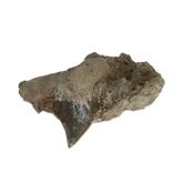 Dent de Requin Fossile sur gangue de Collection (DRF16022684)