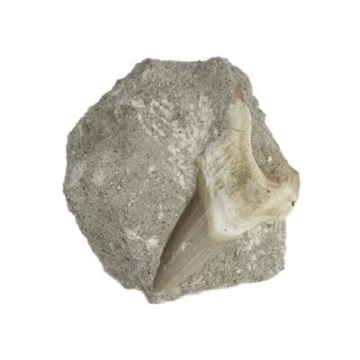 Dent de Requin Fossile sur gangue de Collection (DRF16022615)