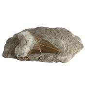 Dent de Requin Fossile sur gangue de Collection (DRF16022663)