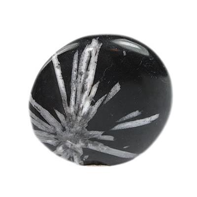 Chrysanthème Stone galet pierre plate (3 à 4 cm)