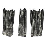 Orthoceras colonne de 2,2 kilos 6 spécimens (Pièce unique 16032855)
