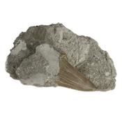 Dent de Requin Fossile sur gangue de Collection (DRF16022690)