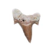 Dent de Requin