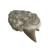 Dent de Requin Fossile sur gangue de Collection (DRF16022656)