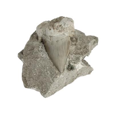 Dent de Requin Fossile sur gangue de Collection (DRF16022627)