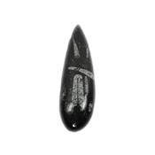 Orthoceras fossile de 23 cm (Pièce unique 15112301)