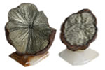 Collection Marcasite Dollar