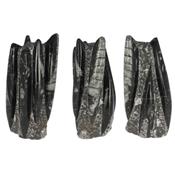 Orthoceras colonne de 1,7 kilo 6 spécimens (Pièce unique 16032701)