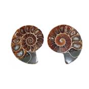 Ammonite fossile paire sciée polie