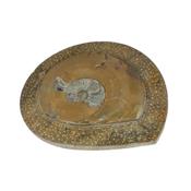 Ammonite fossile sur plaque polie de 462 grammes (Pièce unique 16032858)