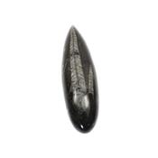 Orthoceras fossile de 24 cm (Pièce unique 15112606)