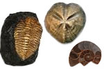 Collection Fossiles Naturels